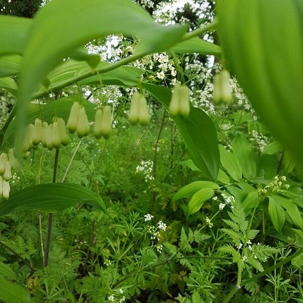 Polygonatum multiflorum Květ