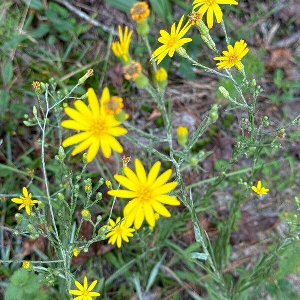 Pityopsis graminifolia Цветок