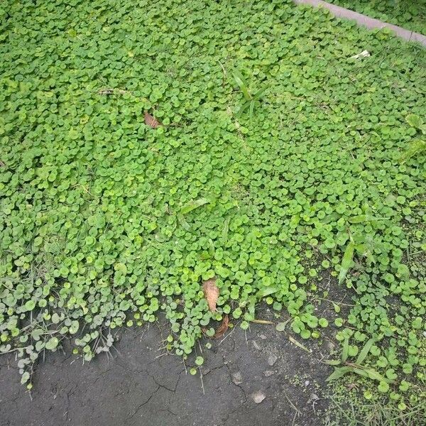 Dichondra micrantha Habitatea