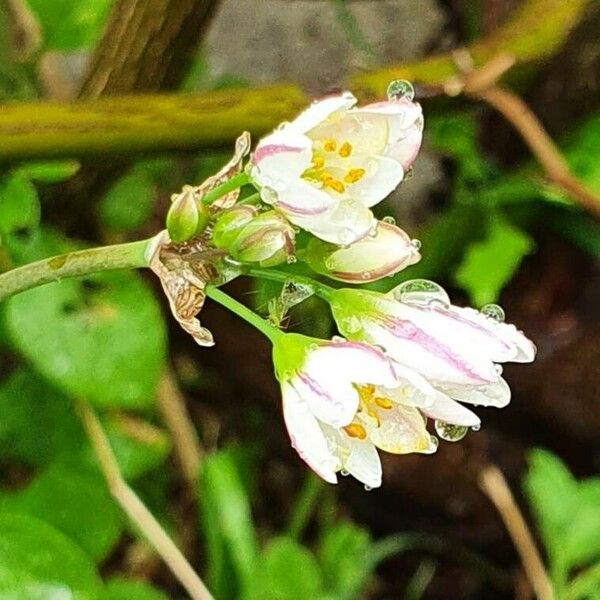 Nothoscordum gracile 花