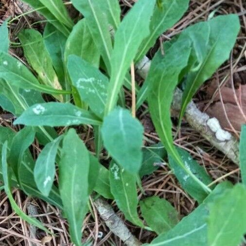 Aetheorhiza bulbosa Leaf