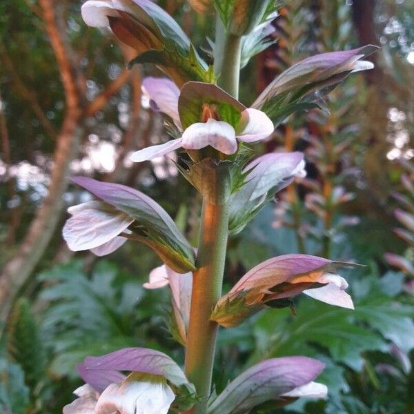 Acanthus spinosus Flower