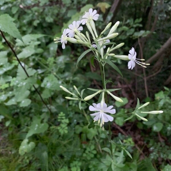 Silene nemoralis Floare