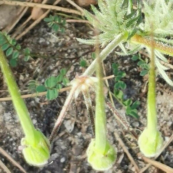 Erodium botrys Flower