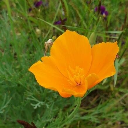 Eschscholzia californica Flower