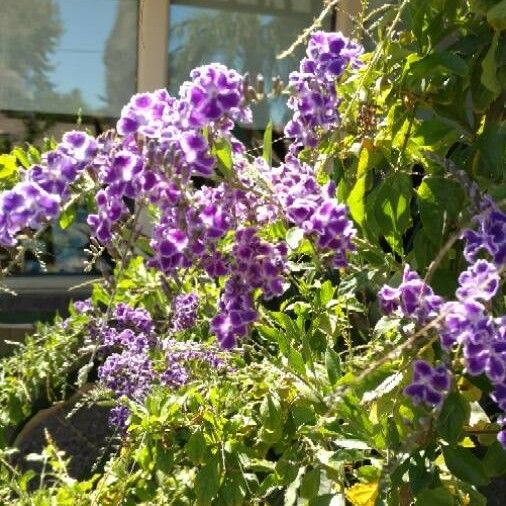 Duranta erecta फूल