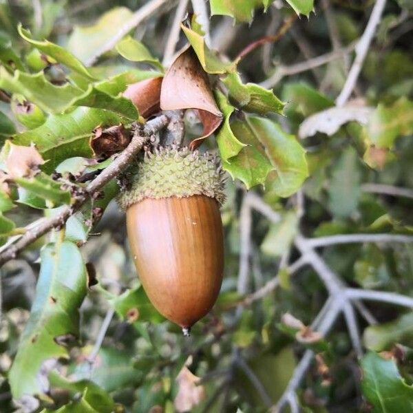 Quercus coccifera Froito