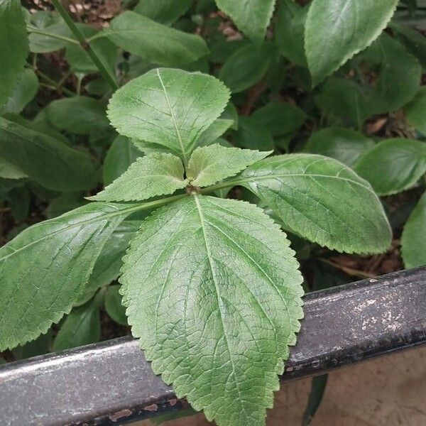 Plectranthus ecklonii Blatt