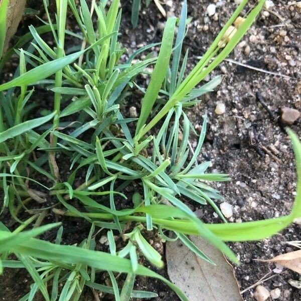 Dianthus plumarius 叶