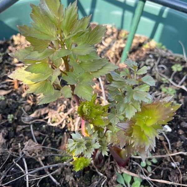 Levisticum officinale Leaf