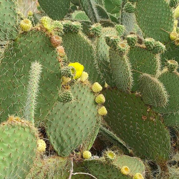 Opuntia leucotricha Кветка