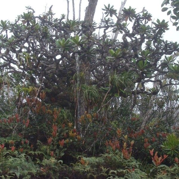 Apiopetalum glabratum Habitat