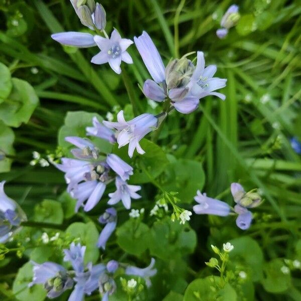 Hyacinthoides hispanica Квітка