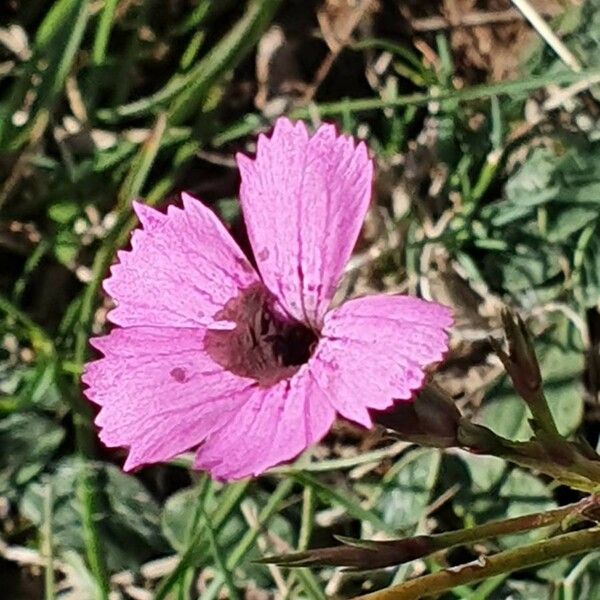 Dianthus pavonius Flower