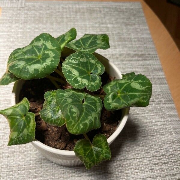 Cyclamen persicum Hoja