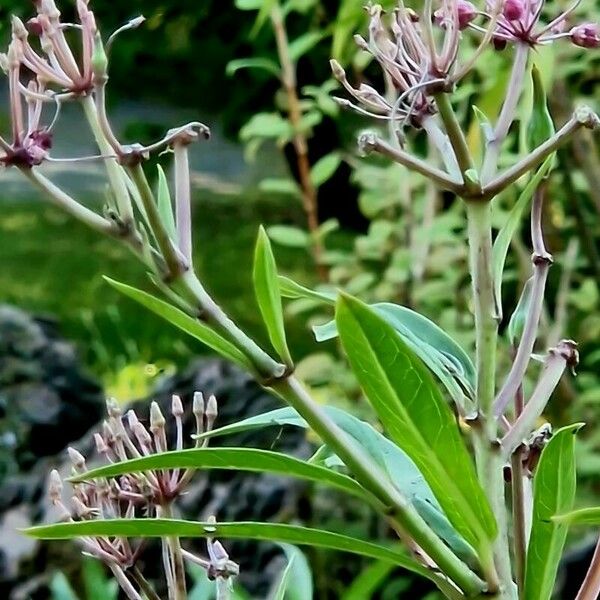 Asclepias incarnata Fruit