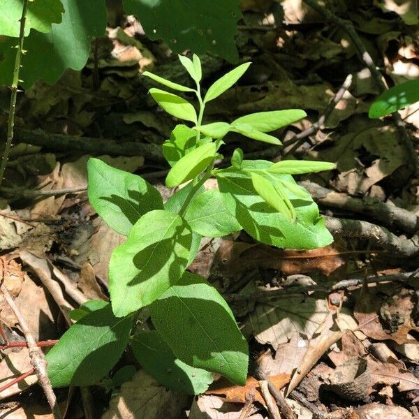 Vaccinium pallidum Φύλλο