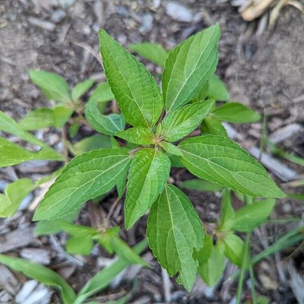 Acalypha virginica Folha