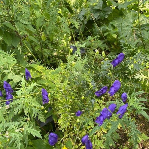 Aconitum variegatum Habitus