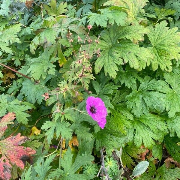 Geranium psilostemon Flower