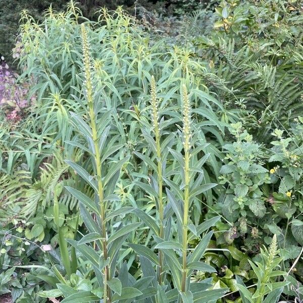 Digitalis ferruginea Frunză