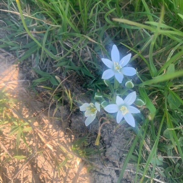 Ornithogalum orthophyllum Flower