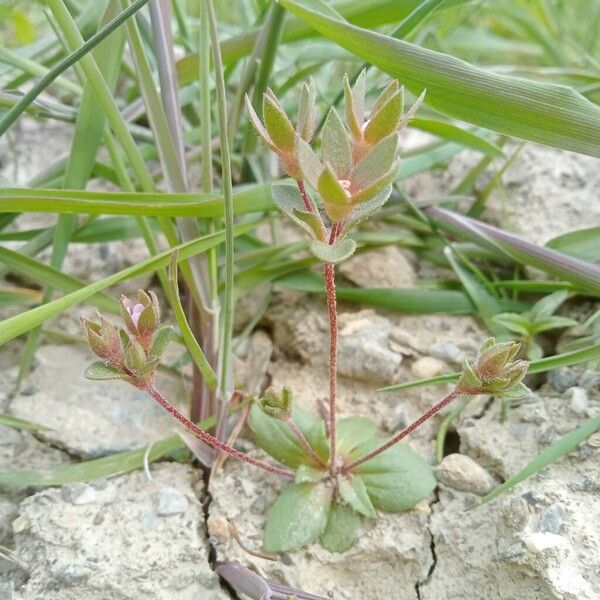 Androsace maxima Liść