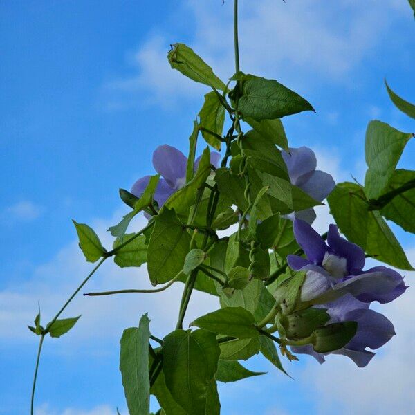 Thunbergia grandiflora Kwiat