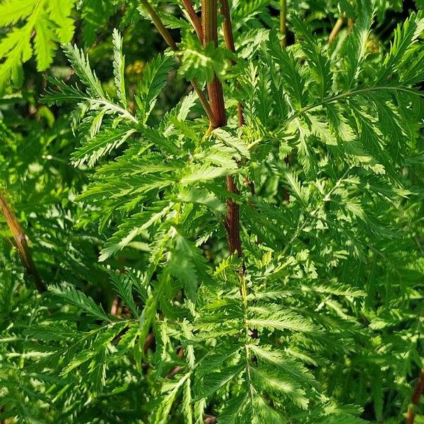 Tanacetum vulgare Leaf