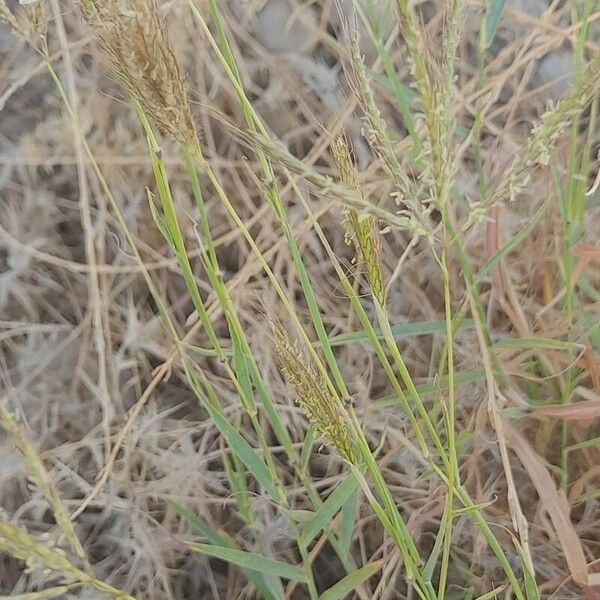 Dichanthium annulatum Muu