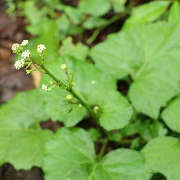 Adenocaulon himalaicum ফুল