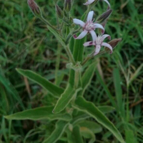 Oxypetalum solanoides Hábito