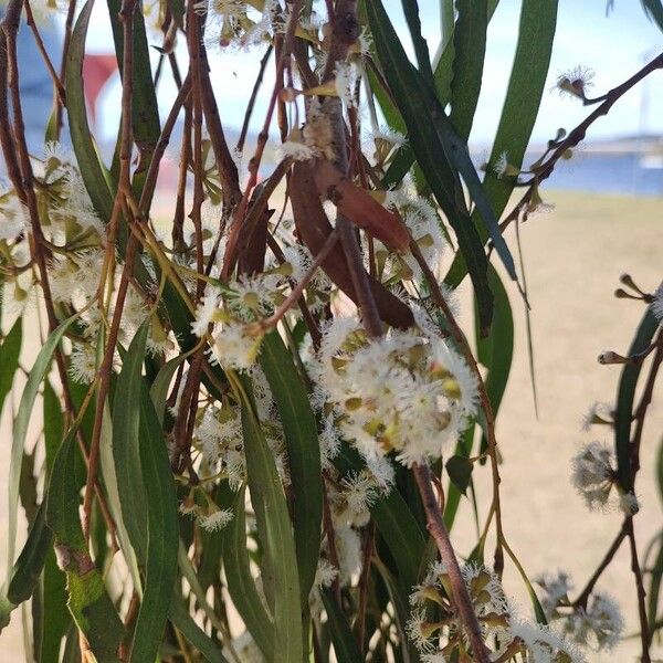 Eucalyptus camaldulensis 花