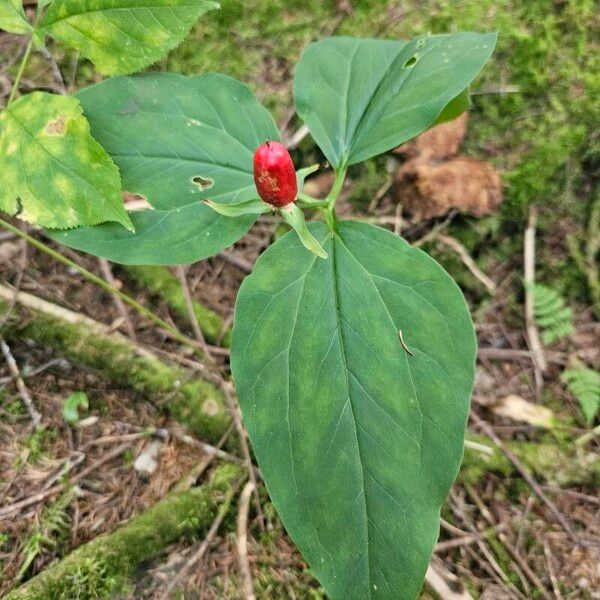 Trillium undulatum Lapas