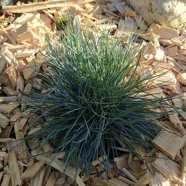 Festuca glauca Habitat