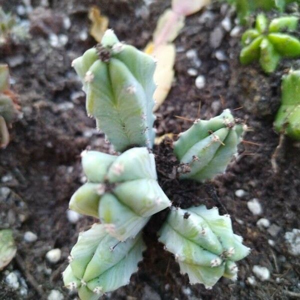 Myrtillocactus geometrizans Leaf