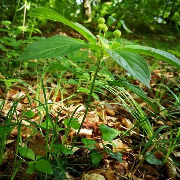 Mercurialis perennis Buveinė