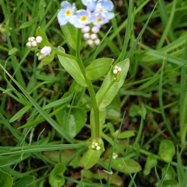 Myosotis scorpioides Folha