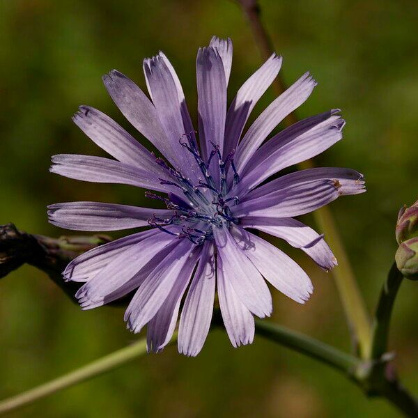 Lactuca perennis Çiçek