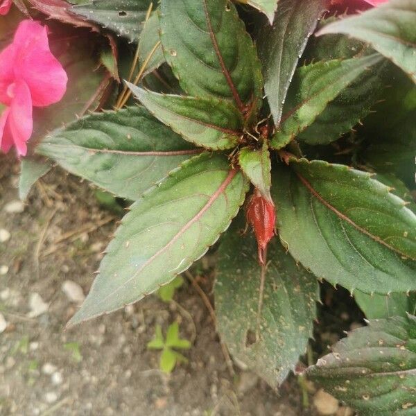 Impatiens hawkeri Ліст