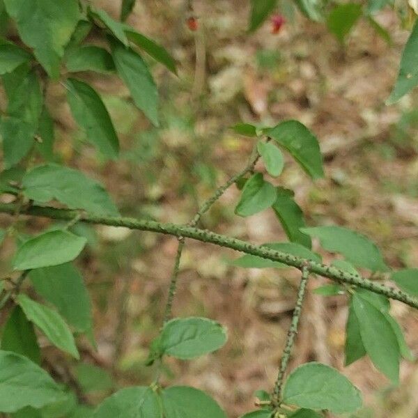 Euonymus verrucosus Rusca