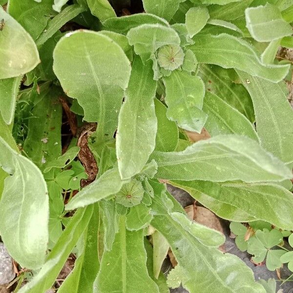 Calendula stellata برگ