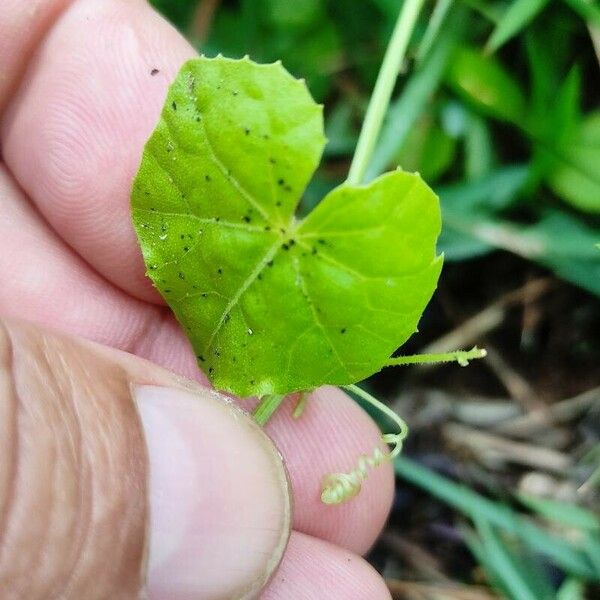 Melothria pendula Feuille