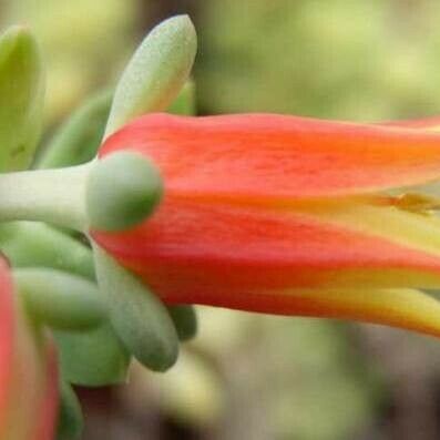 Echeveria macdougallii 花