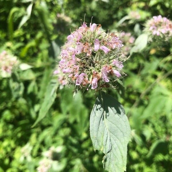 Pycnanthemum incanum Flower