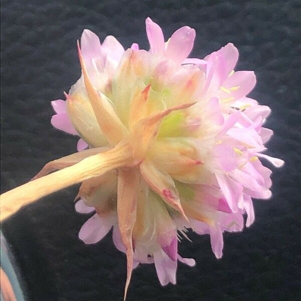 Armeria arenaria Flor