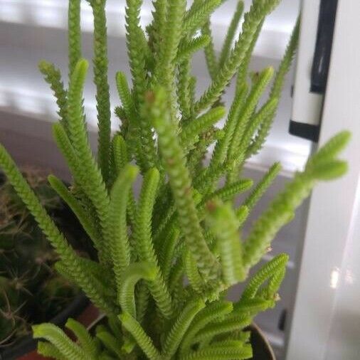 Crassula muscosa 葉