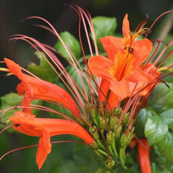 Tecomaria capensis Flor