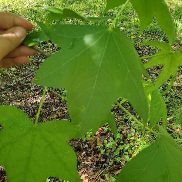 Liquidambar styraciflua Φύλλο