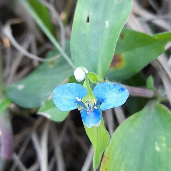 Commelina diffusa പുഷ്പം